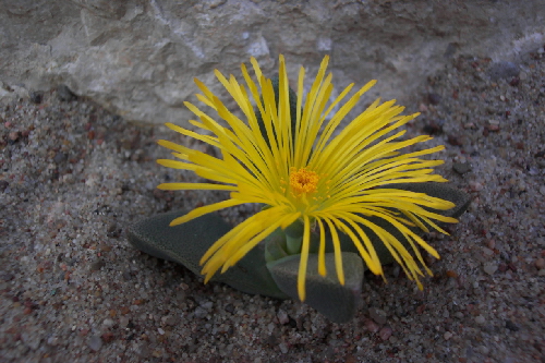 pleiospilos magnipunctatus v.inaequalis